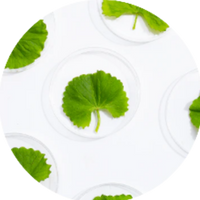 Centella Asiatica